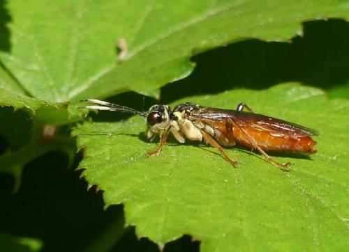 Réf. 280 307 : Tenthredo ferruginea